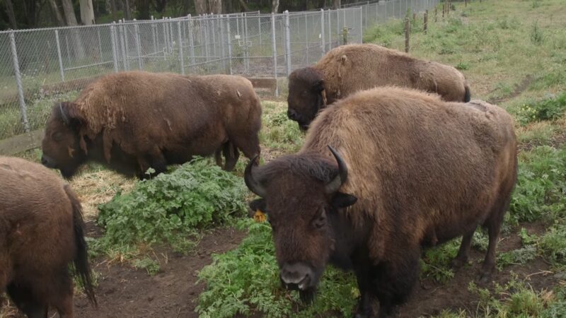 The Buffalo Paddock