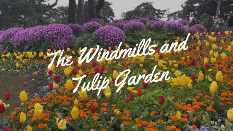 The Windmills and Tulip Garden