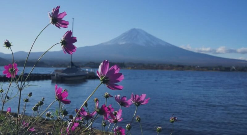 Mt. Fuji Hedge