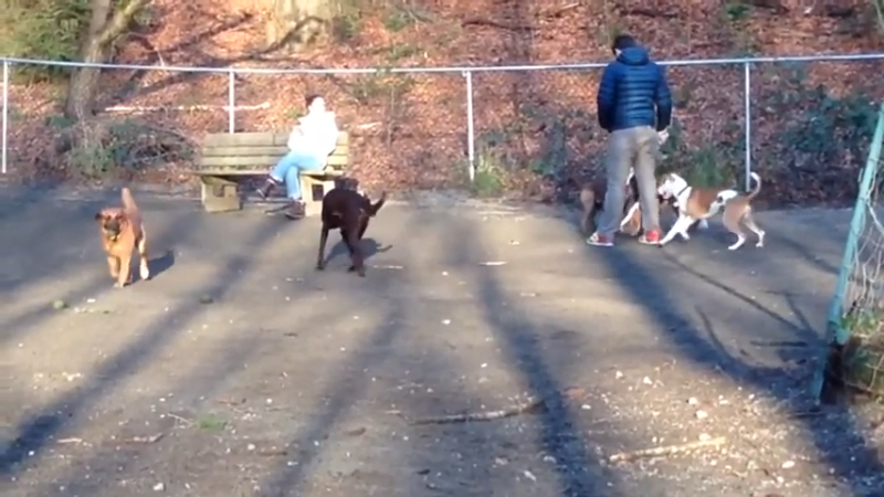 Dog Policy at Golden Gardens Park