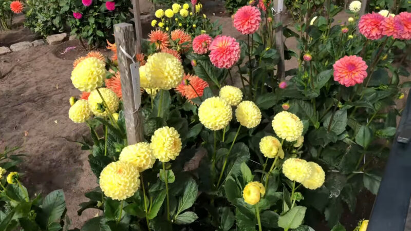 Dahlia Garden san francisco